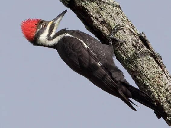  - Pileated Woodpecker