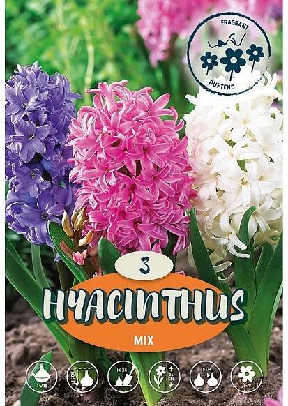 Hyacinty směs