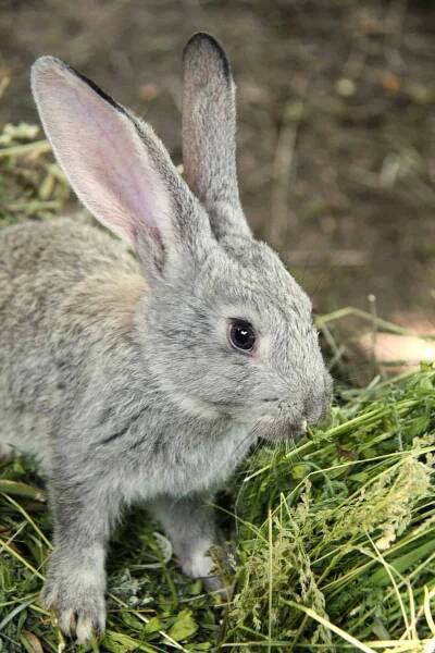 grey rabbit with grass.
