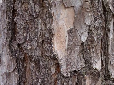 Soubor:Pinus echinata bark.jpg