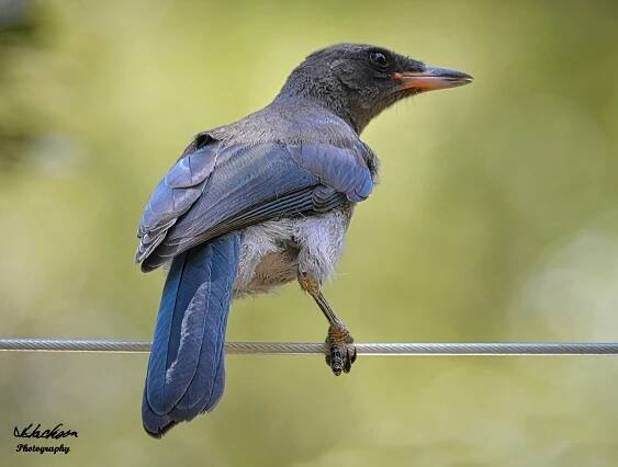 Ramsey Canyon: A Birders Paradise – Jim Jackson
