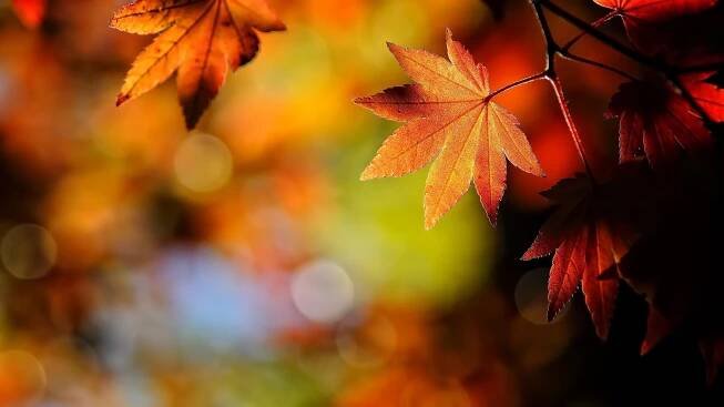 Cute Fall Wallpaper HD For Desktop with high-resolution 1920x1080 pixel. You can use and set as background for your Mac Desktop Background, Windows Screensavers, iPhone Wallpapers, Tablet or Android Lock screen and another Smartphone