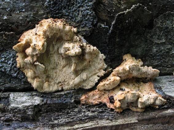Hericium cirrhatum - ježatec různozubý