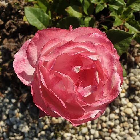 Smell the roses – duud