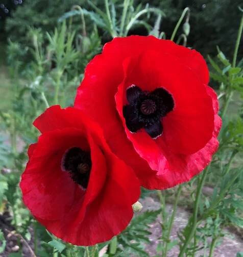 Poppies D Day 1 - Copsale Hall