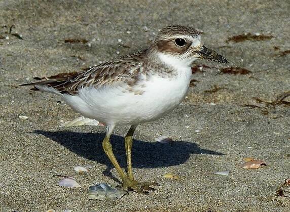 pták, volně žijící zvířata, bahňák, písek, zvíře, sandpiper, zobák, peří