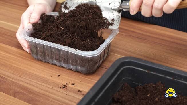 🏡🥬 Výsev kedlubnů ze semínek - předpěstování sazenic do skleníku pro jarní sklizeň - Návod - Šikulio