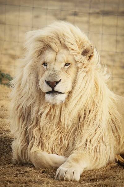 Download Long Fur White Lion Iphone Wallpaper