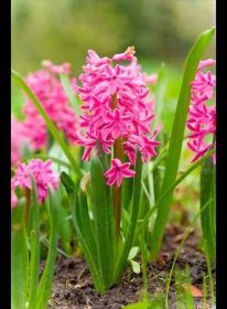 V zahradě hyacinty kvetou od dubna do května a vyznačují se výraznou, intenzívní a sladkou vůní. iStock
