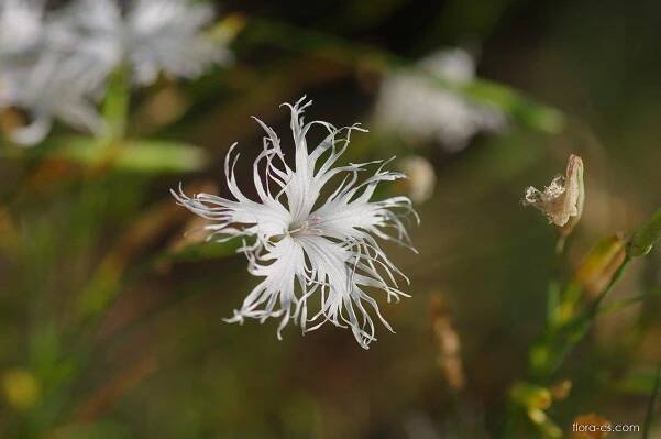 Hvozdík písečný - Dianthus arenarius