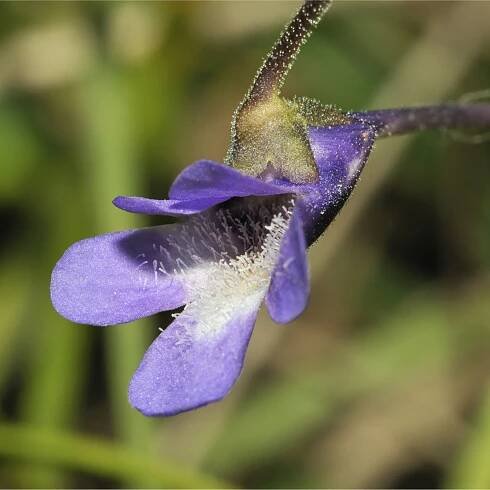 Tučnice obecná - Pinguicula vulgaris - semena tučnice - 10 ks
