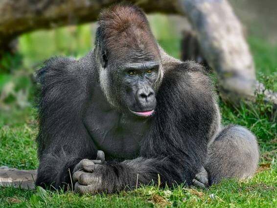 Gorilí samec Kisumu už je v pražské zoo. Za týden dorazí i dcera Moji