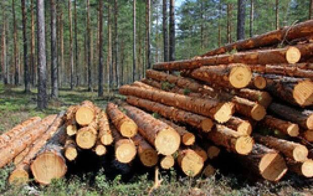 KM WOOD s.r.o., výkup dřeva, kulatiny,kmenů
