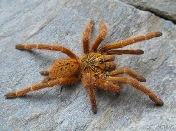 sklípkan Pterinochilus murinus usambara - Praha 3