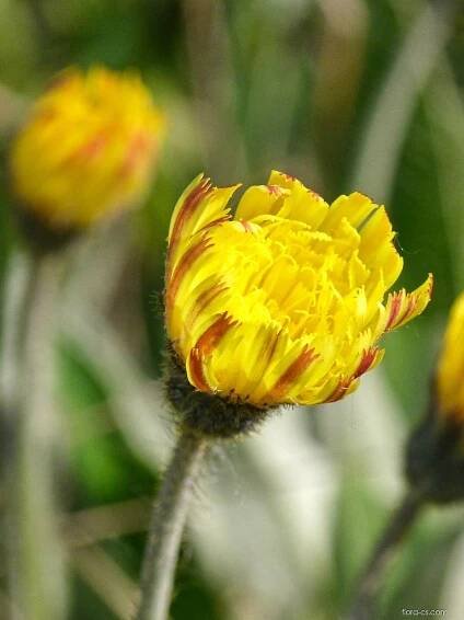 Jestřábník chlupáček (Pilosella officinarum)