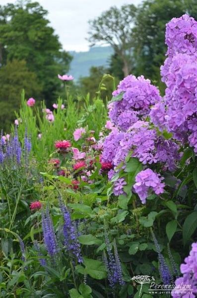 Phlox paniculata 'Amethyst' | Perenniculum