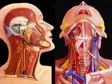 anatomie krku