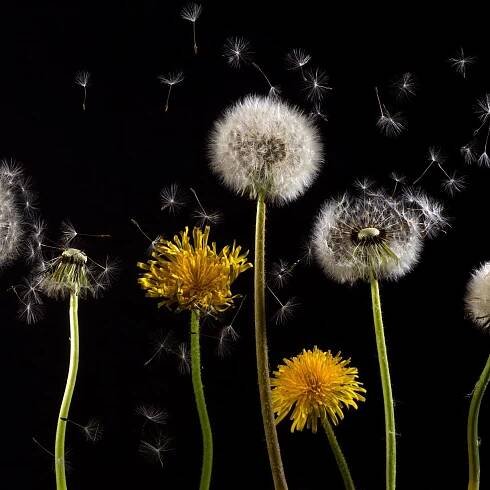 Allergies