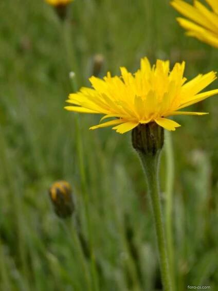 Máchelka srstnatá (Leontodon hispidus)