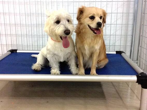 Our Town Kennel Boarding Peterborough NH 603-924-7116