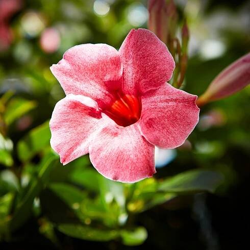 Sundaville® Flamingo Pink – Bild 3
