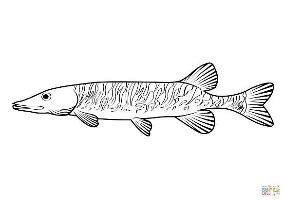 Štika americká (Esox Americanus) omalovánka | Omalovánky k Vytisknutí Zdarma