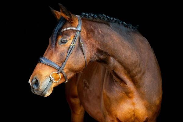 Fotoshooting Pferd Espresso