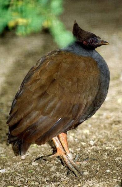 Megapodius reinwardt - tabon oranžovonohý
