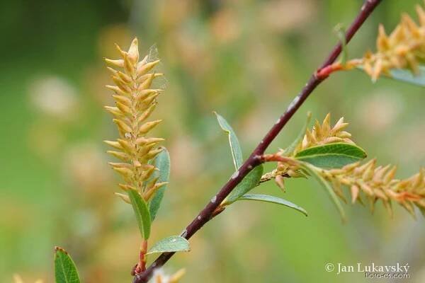Vrba trojmužná (Salix triandra)