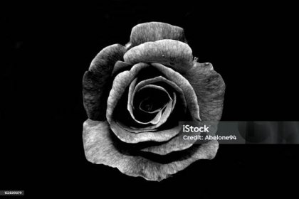 Černobílá růže - Bez autorských poplatků Černá Stock fotka