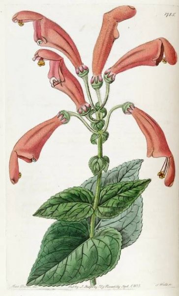 Sinningia bulbosa