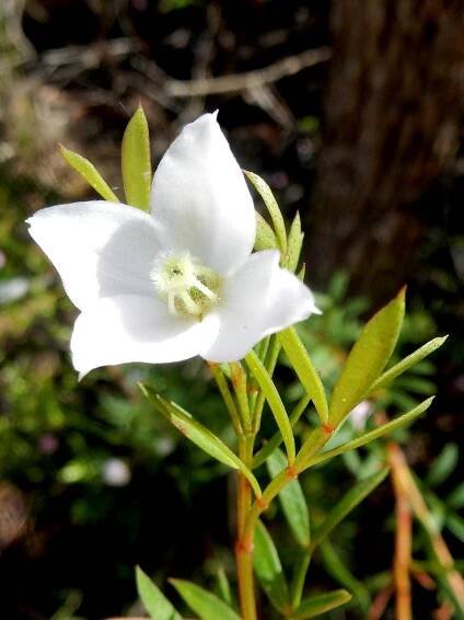 Boronia floribunda