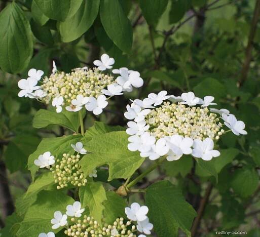 Kalina obecná (Viburnum opulus)