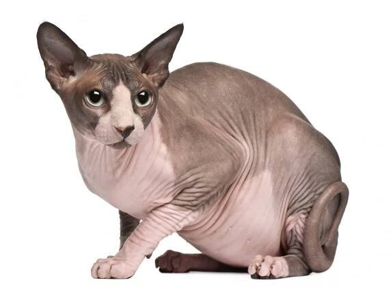 Sphynx - DomaciZoo.cz magazín