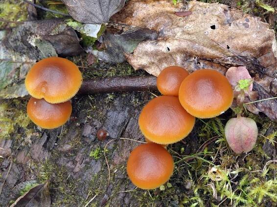 Galerina marginata - čepičatka jehličnanová - myko.cz