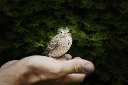 Ptace-na-dlani