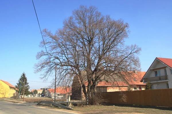 Vojkovice nad Svratkou -... - Památný strom