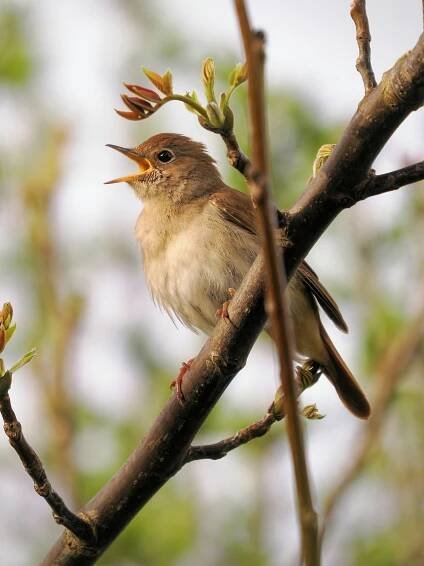 Nightingale