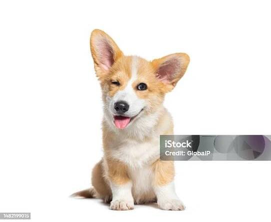 Stock fotografie Šťastné Štěně Welsh Corgi 14 Týdnů Pes Mrká Lapá Po Dechu A Sedí Izolovaně Na Bílém – stáhnout obrázek nyní