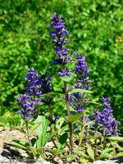 Herbář Wendys - Ajuga genevensis - zběhovec lesní