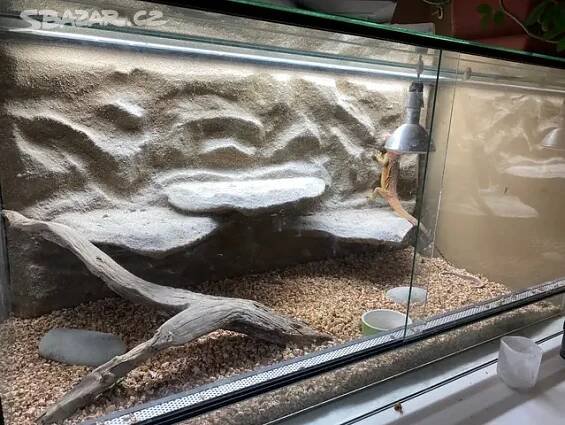 Agama Vousatá + Terarium (lze zakoupit jen jedno)