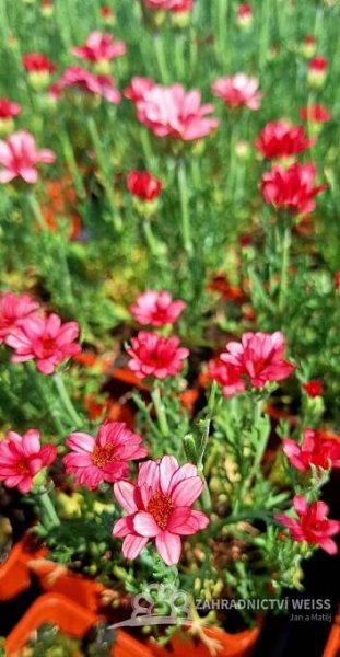 KOPRETINA MAROCKÁ - RHODANTHEMUM HOSMARIENSE ZAGORA PINK ®
