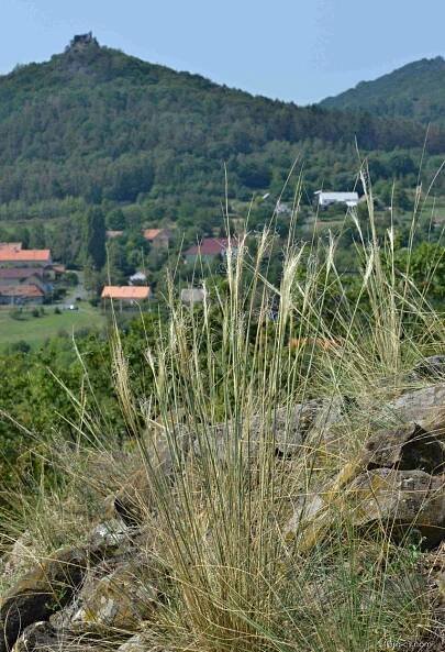 Kavyl vláskovitý (Stipa capillata)