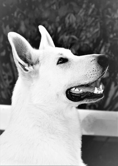 Royal Acres’ GCH Royal Classic Momento aka Monty
