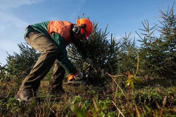 Vánoční stromek na Rychnovsku pořídíte od 300 korun, dražší jsou jedle
