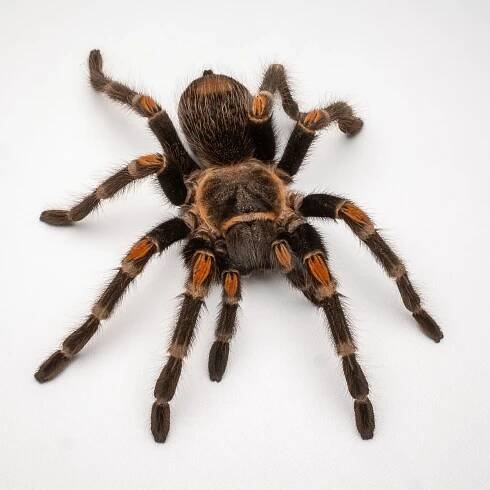 Mexican Flame Knee Tarantula (Brachypelma auratum) Care Sheet — The Tarantula Collective