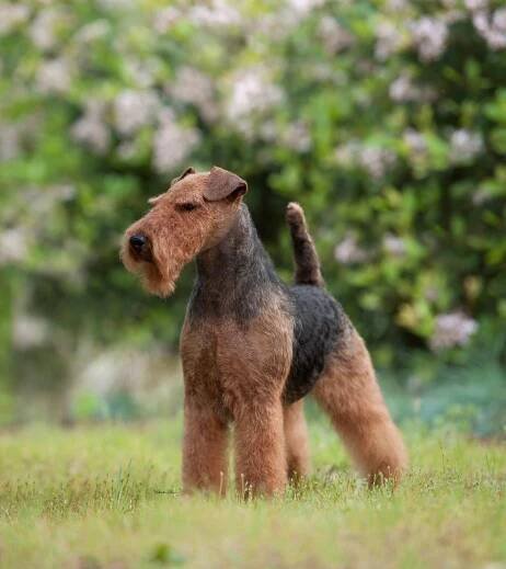 GCh. Ch. Shaireab’s Bayleigh Daenerys Stormborn, Courtesy Keith Bailey (Shaireab’s Bayleigh, then Bayleigh).