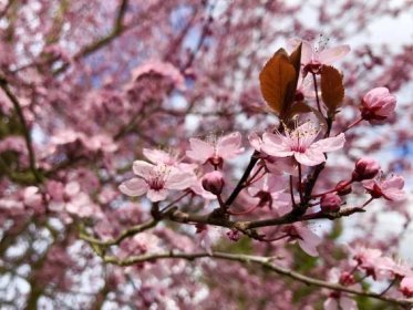 Flowering Trees — Sunnyside Nursery