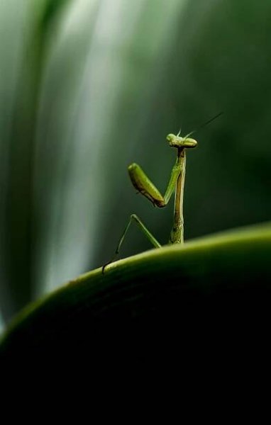 200 000+ nejlepších fotografií na téma Zahradní Zvíře · 100% bezplatné stažení · Základové fotografie Pexels