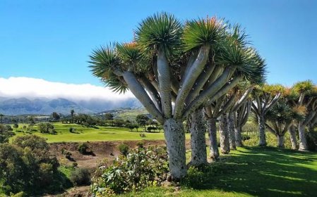 How to Vacation in Canary Islands on a Budget